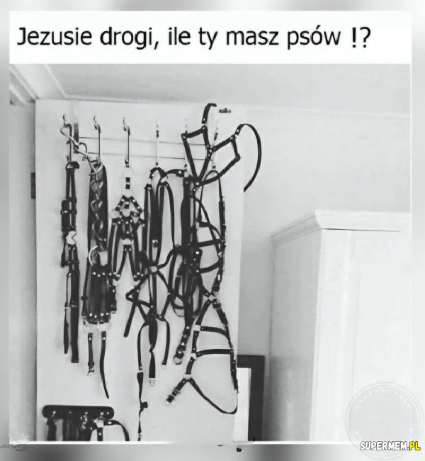 Akcesoria dla psa