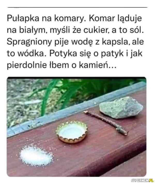 Plaga komarów tego lata