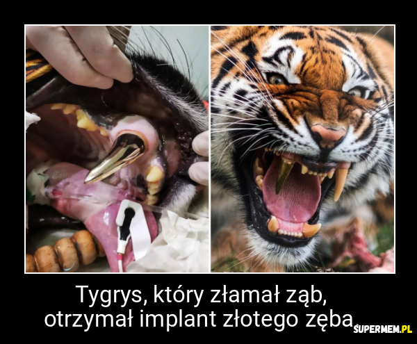 Tygrys, który złamał ząb, otrzymał implant złotego zęba.