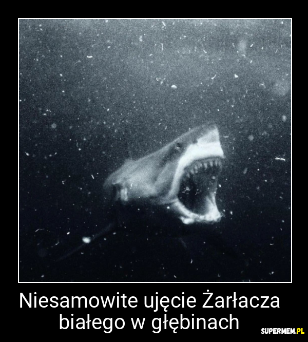Niesamowite ujęcie Żarłacza białego w głębinach