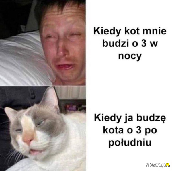 Kot śpi zawsze