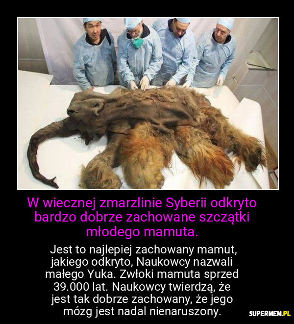 W wiecznej zmarzlinie Syberii odkryto bardzo dobrze zachowane szczątki młodego mamuta.