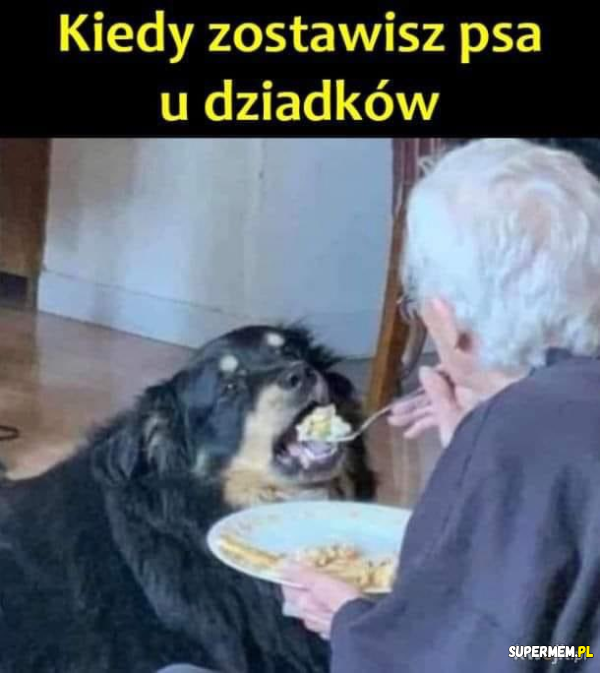 Moja babcia lubi psy