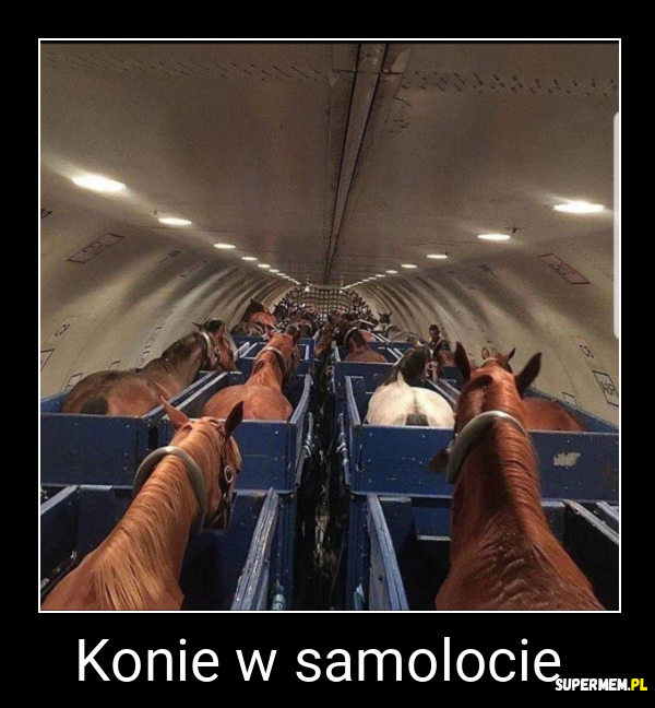 Konie w samolocie