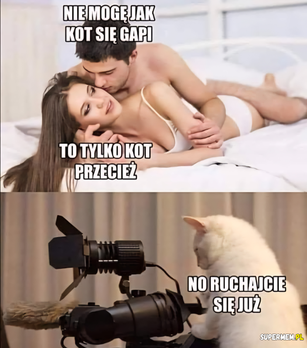 Kot w pracy